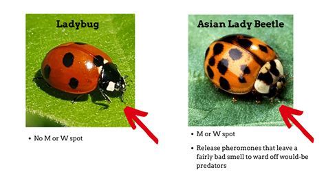 are fake ladybugs dangerous to humans